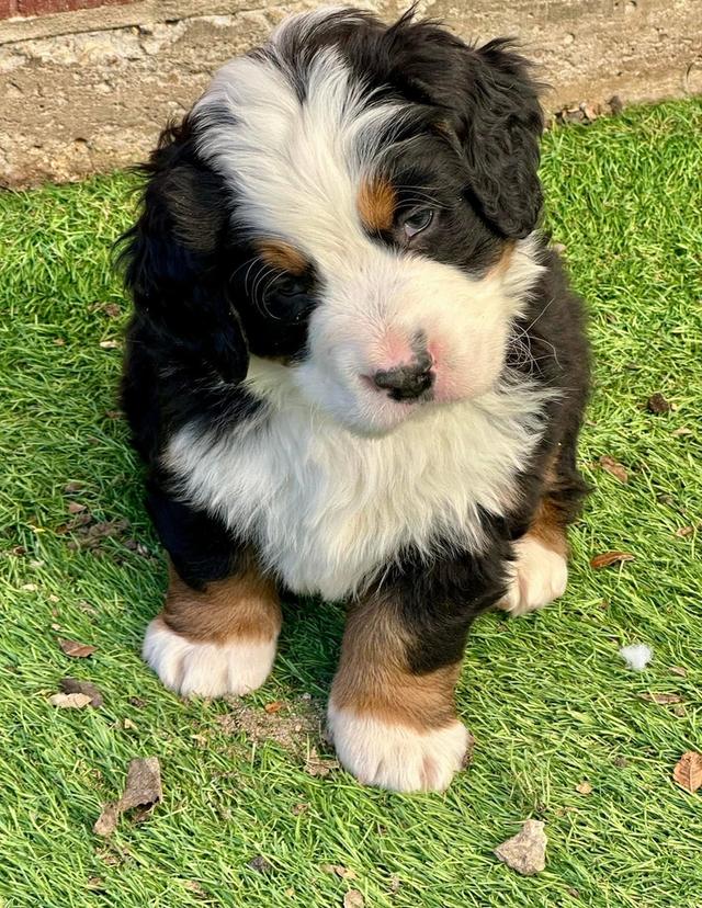 ลูกสุนัข Bernese Mountain Dog 3