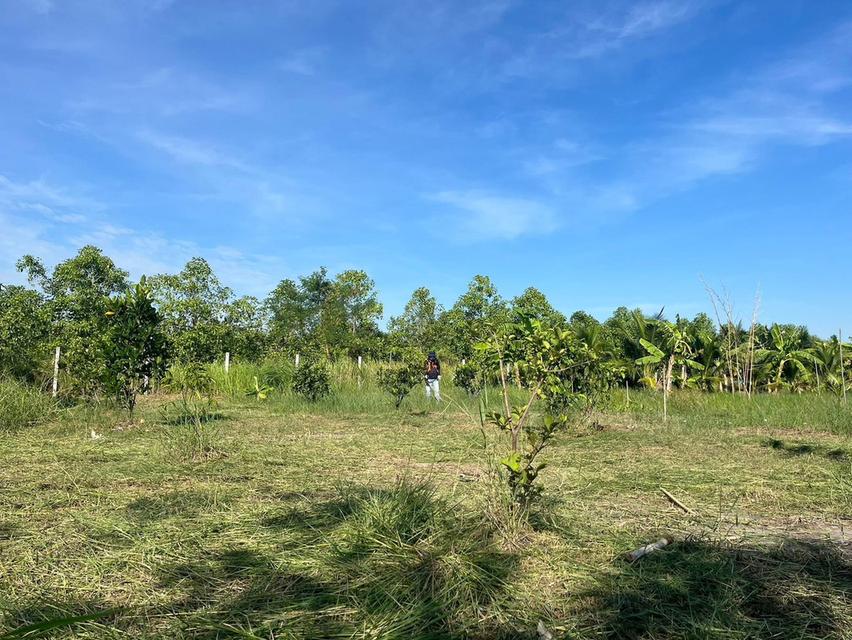 ขายที่ดินคลอง 11ซอยปลายนาร่วมฤดี 1 ใกล้วัดป่าคลอง11 หนองเสือ ปทุมธานี 3