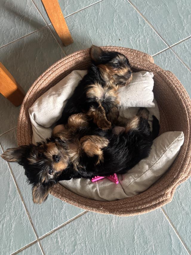 Dog Yorkshire terrier รูปที่ 3