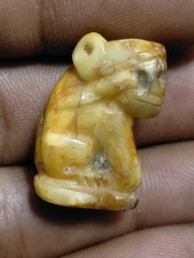 เสืองาแกะเก่าไม่ทราบปีพ.ศ