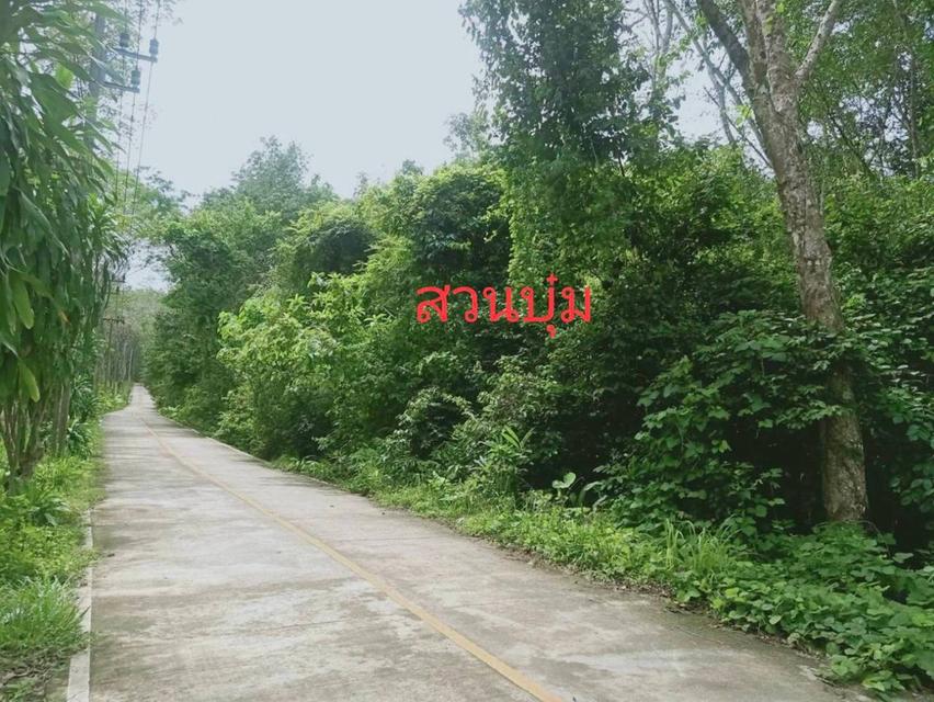 Sell nice island with garden at Phang Nng Chanote special price very cheapest Beautiful island for sale 6 Rais with Chขายที่ดินและสวนยาง เกาะยาวน้อย 6