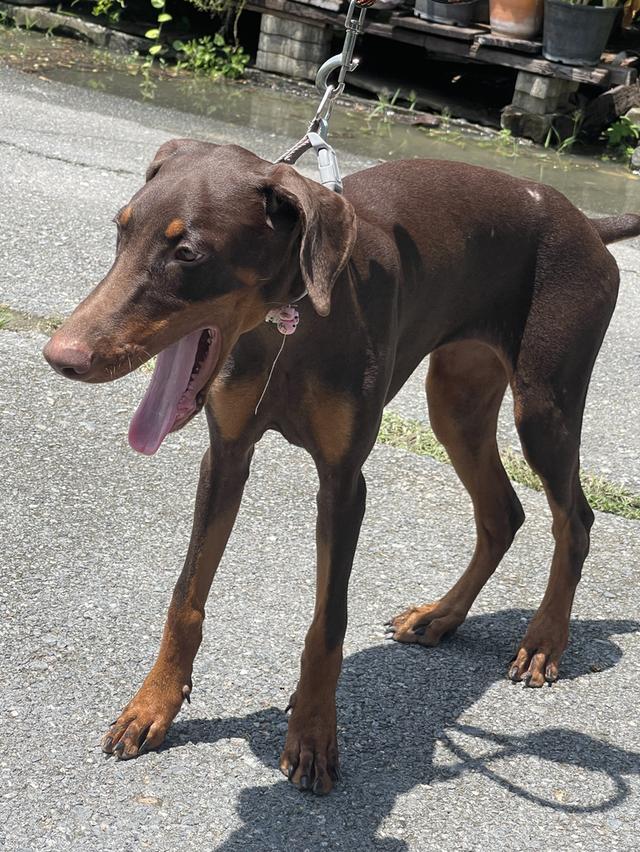 น้องหมาโดเบอร์แมน Doberman รูปย่อยที่ 3