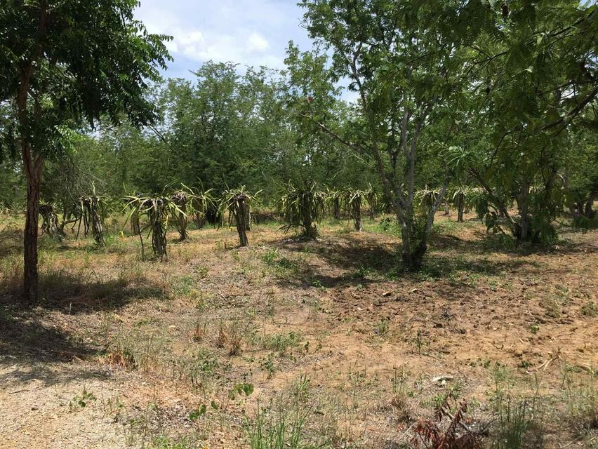 ที่ดินแปลงสวยเพชรบูรณ์ใกล้ถนนหลักใกล้ชมชนใกล้แหล่งท่องเที่ยว 6