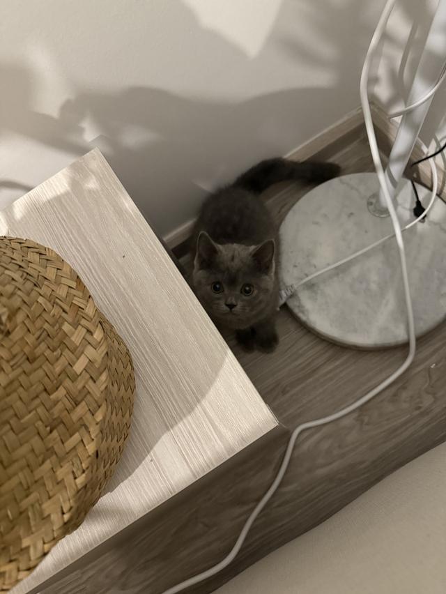 แมว British short hair กทม เท่านั้นค่ะ