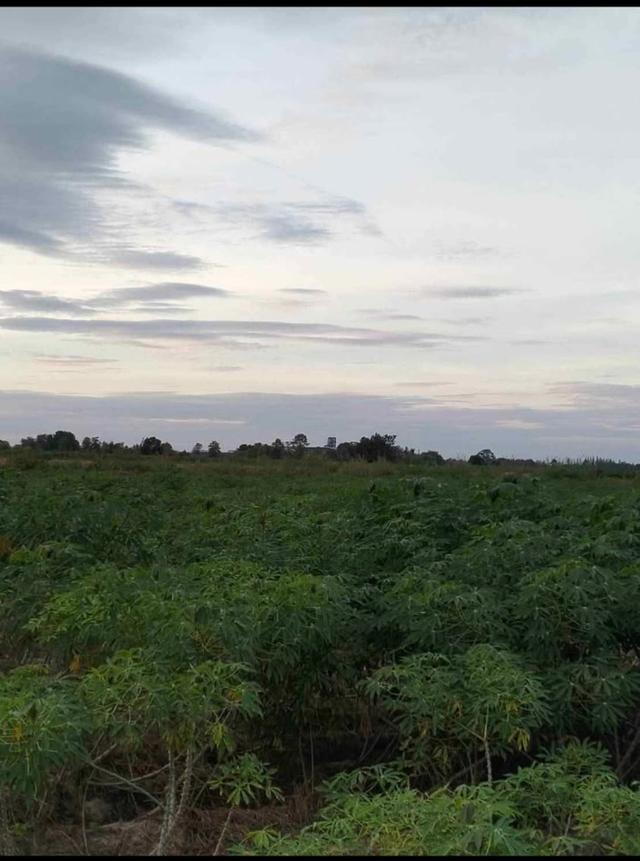 ขายที่ดิน 7