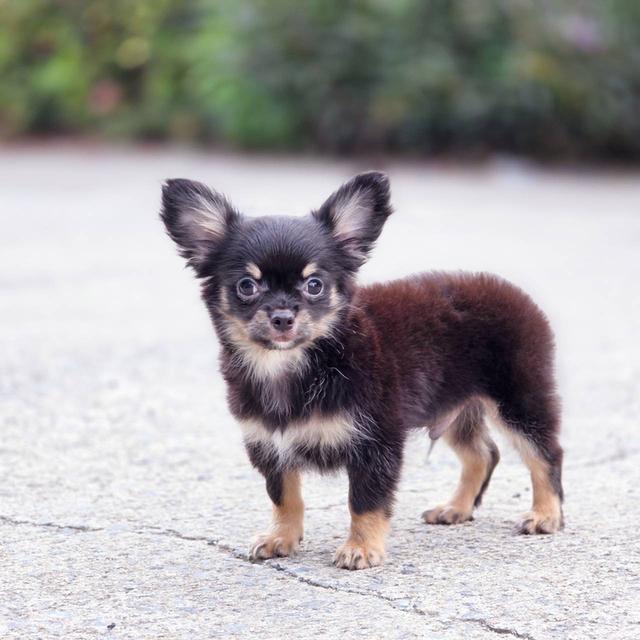 ชิวาวาแท้ขนยาว สีแบล็คแทน ผู้ พิกัดรามอินทรา 7