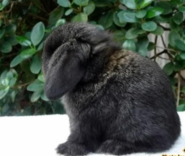 กระต่ายยักษ์ สีดำ ขนสวย เริ่ด มีใบรับประกัน 2