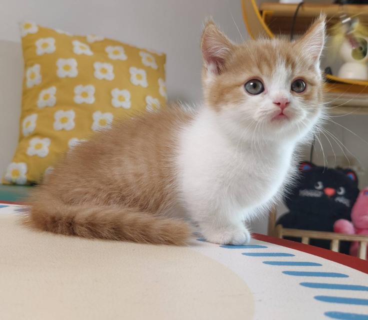 แมวมันช์กิ้น Munchkin short leg Oscat cattery chiangmai รูปที่ 12