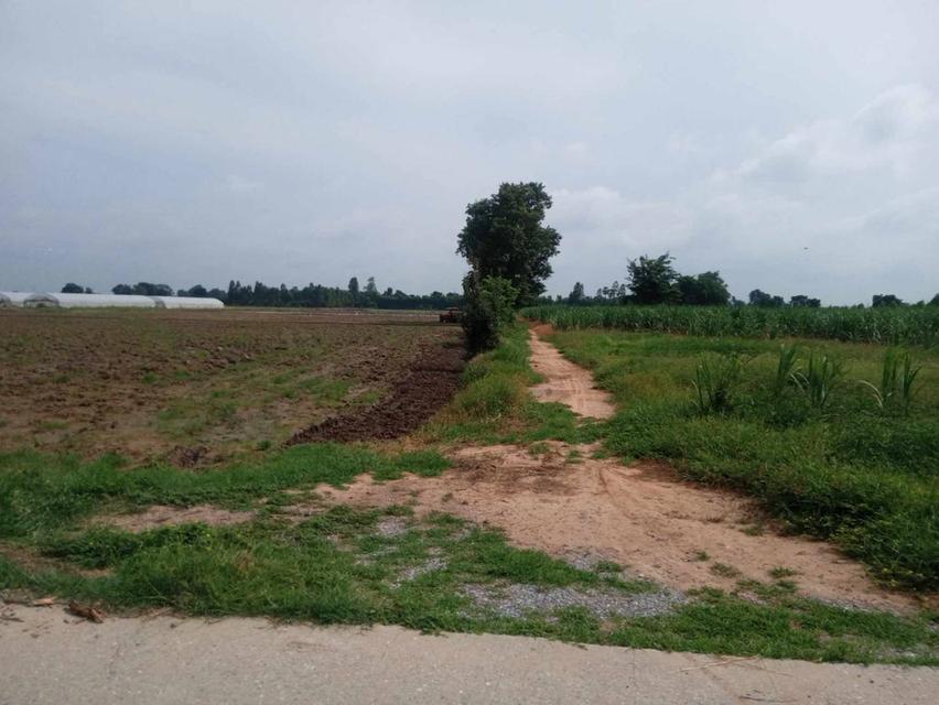 ที่ดิน สุพรรณบุรี หนองหญ้าไซ 12 ไร่ มีน้ำไฟพร้อม เหมาะทำบ้านสวนมีบ่อน้ำบาดาล 3