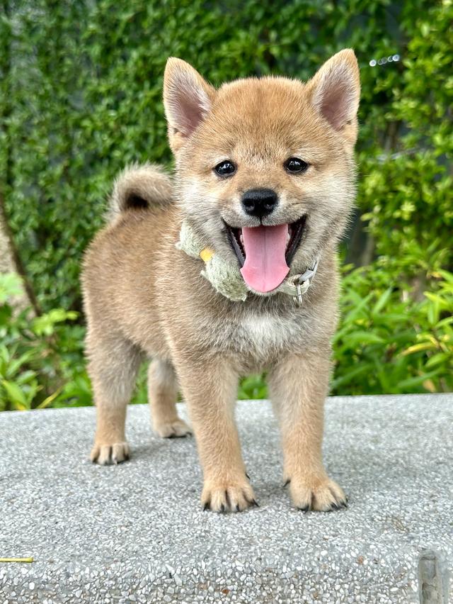 ชิบะอินุ Shiba 6