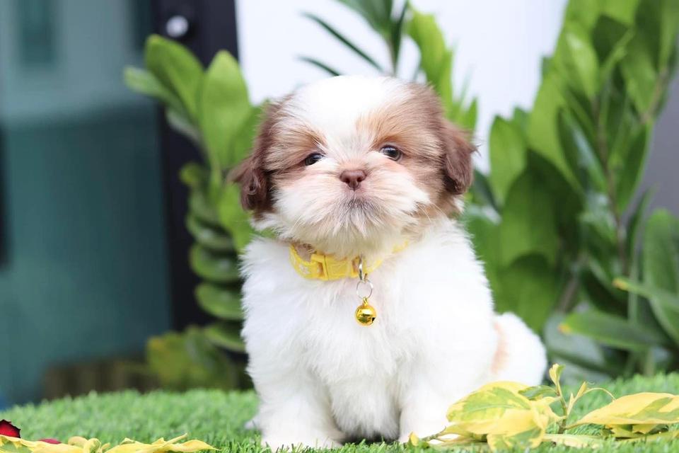 Shih Tzu Puppies  WhatsApp me : +66 63 826 3042 รูปที่ 2