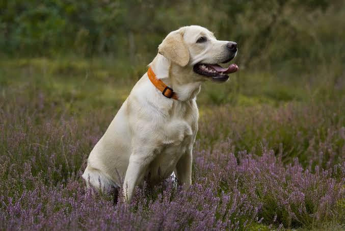 ลาบราดอร์ รีทรีฟเวอร์ (Labrador Retriever)