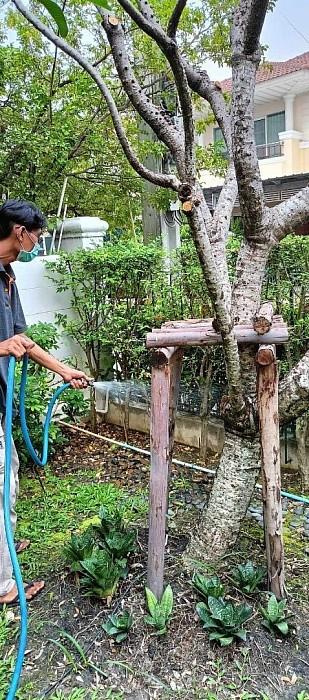 บริการกำจัด ปลวก มล แมลง ยุง หนู ครบวงจร 8