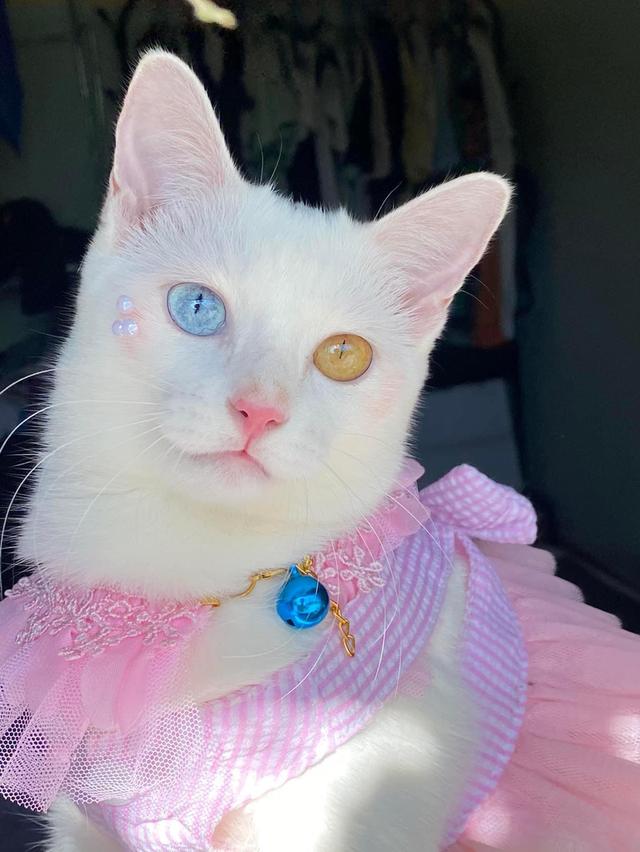 น้องแมวขาวมณีตาสองสีพร้อมออกแล้วครับ