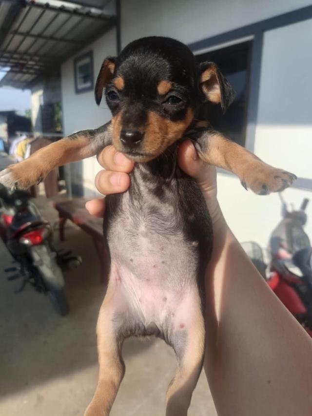 ขายหมาพันธุ์ Miniature Pinscher แท้