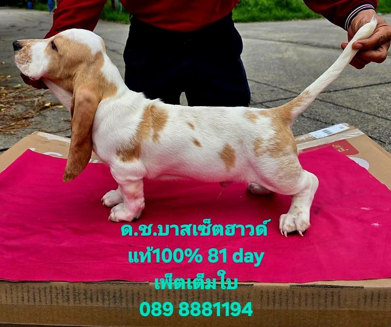 สัตว์เลี้ยงบาสเซ็ตฮาวด์