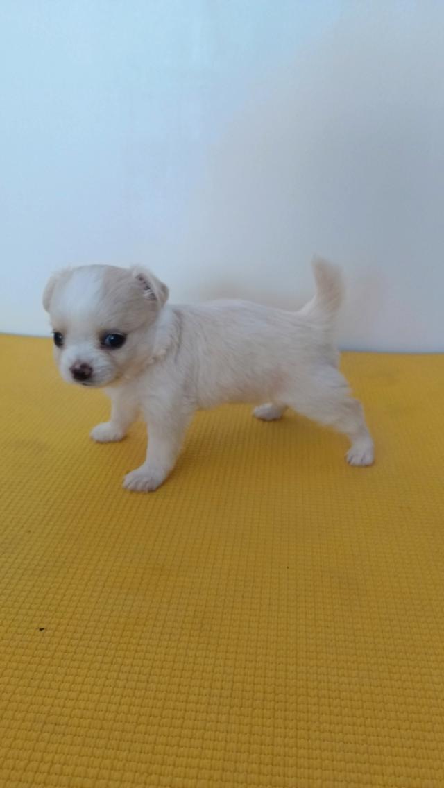 สุนัขชิวาวาแท้ เพศเมีย สุขภาพแข็งแรง