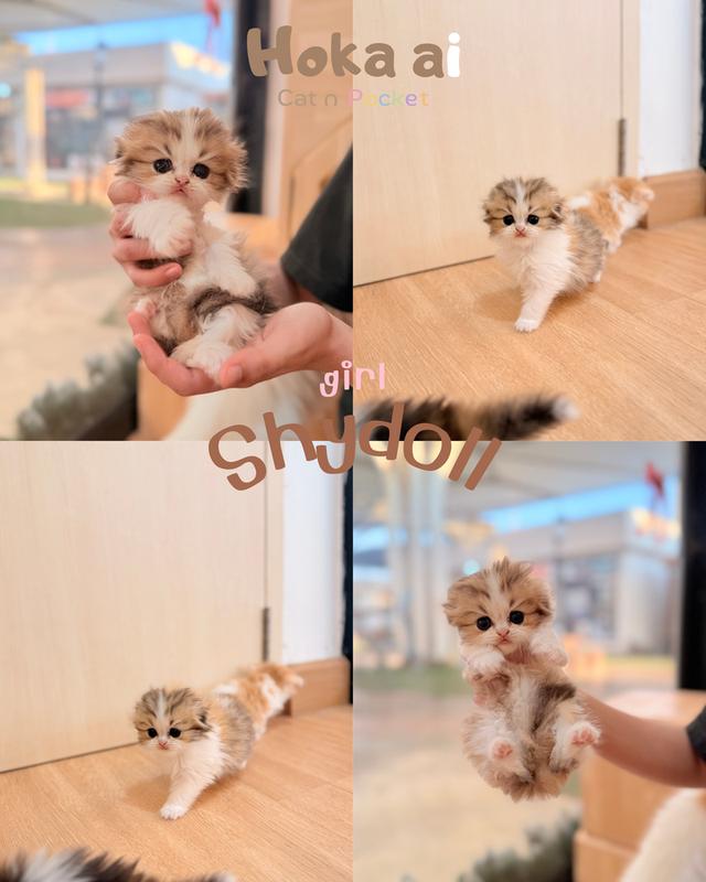 สาวน้อยขนยาว Scottish fold หูพับสนิทพร้อมจุ้บบบ