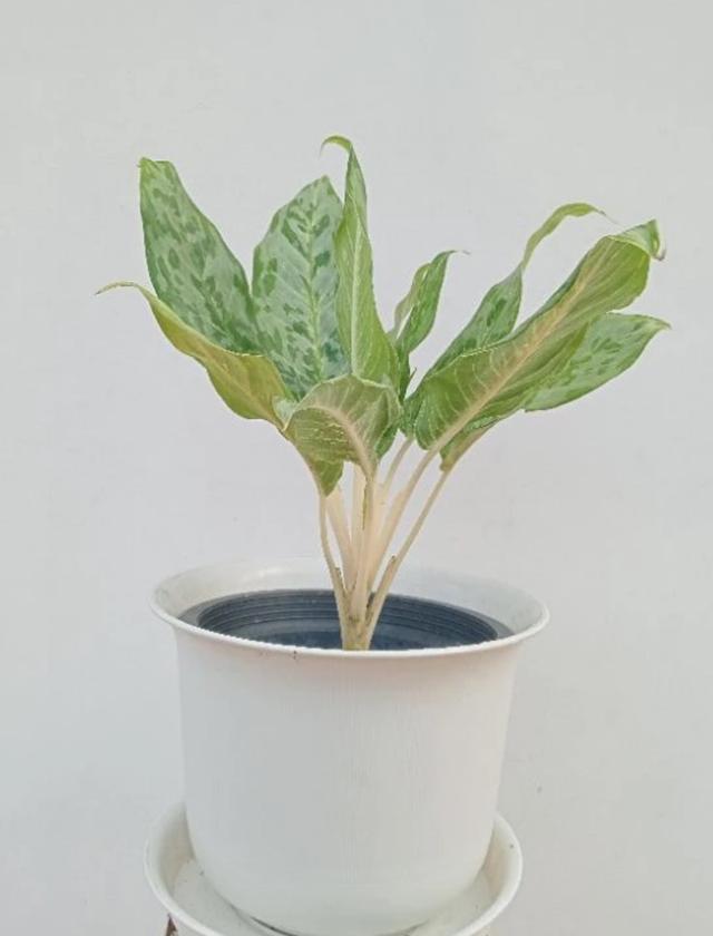 ขายต้นแก้วกาญจนา หรือ อโกลนีมา (Aglaonema)