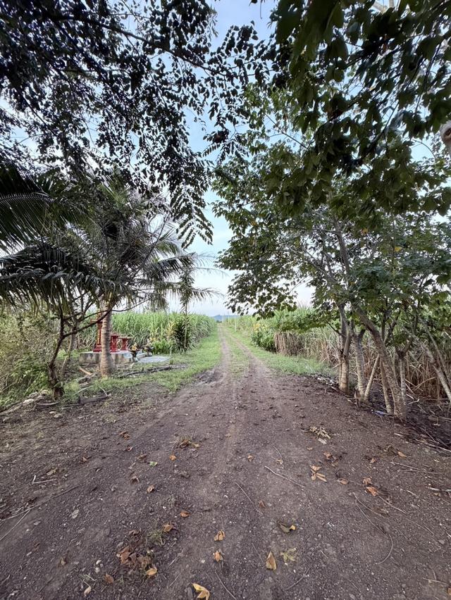 ขายที่สวนลำไย ราคาถูก-สามารถซื้อไปขายต่อหรือปล่อยเช่าได้ 10