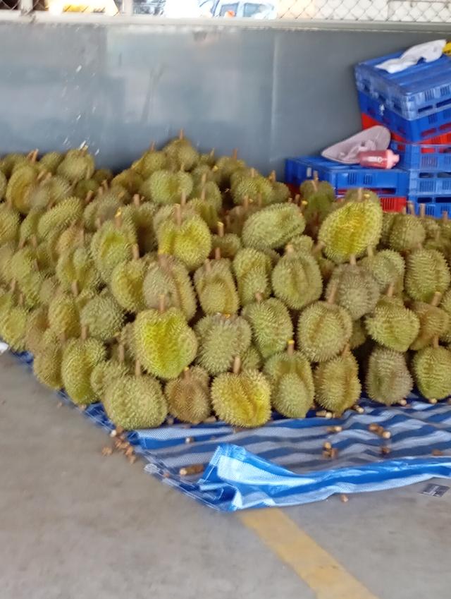 ทุเรียนหมอนทองเป็นลูกรับประกันเนื่อ 6