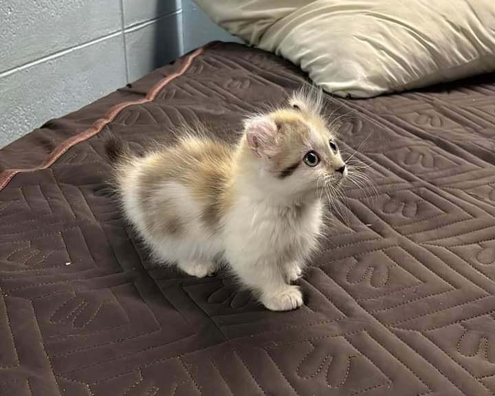 Scottish fold 100% 4