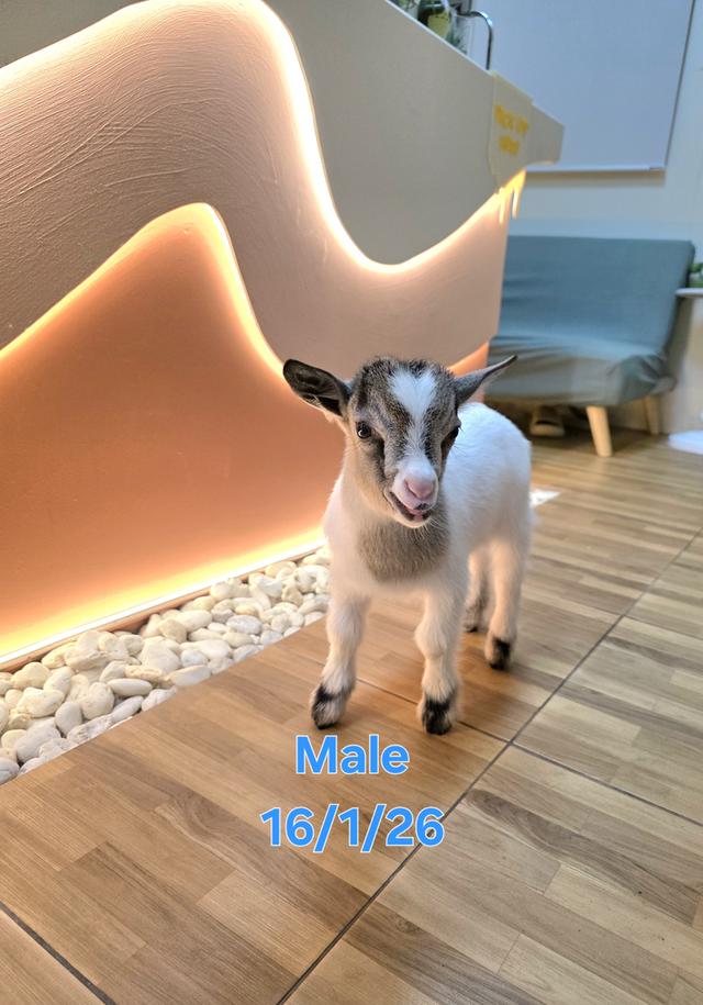 แพะแคระมินิปิ๊กมี่เพศผู้