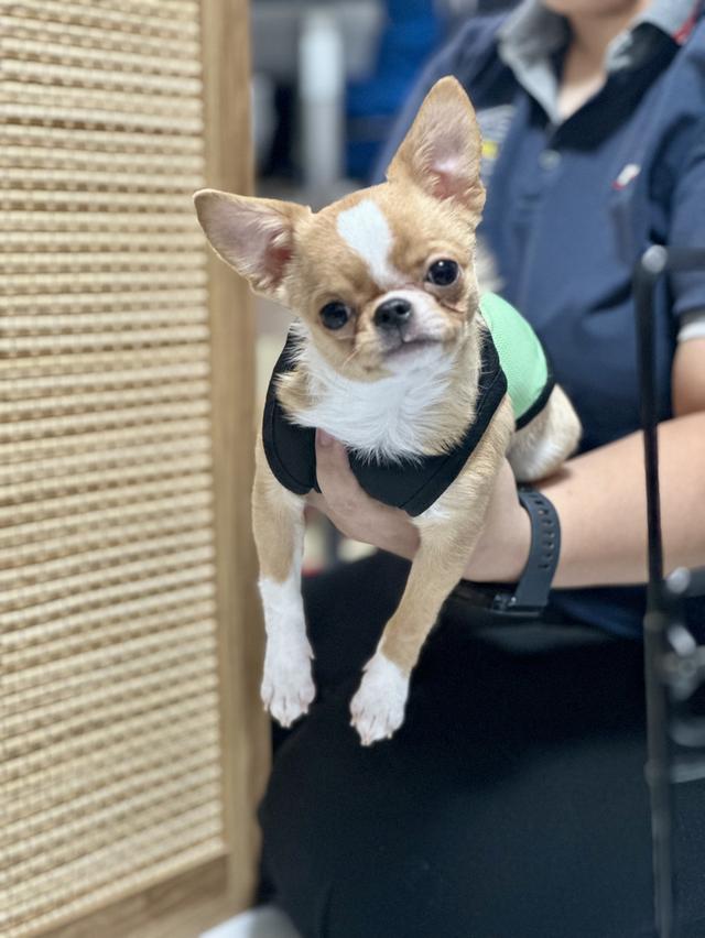 สุนัขพันธุ์ชิวาวา ขนสั้น เพศผู้ มีใบเพดสมาคม