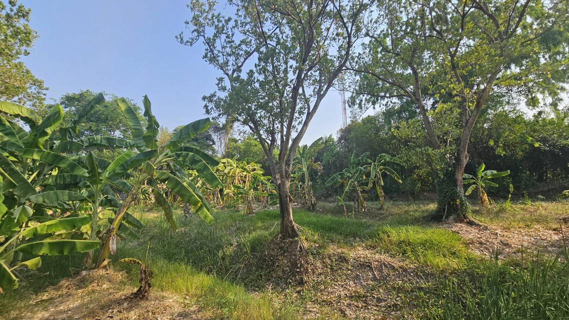 ขายที่ดิน1ไร่ ตำบลไทรม้า 5