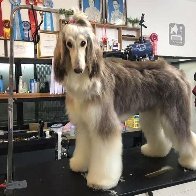 สุนัข Afghan Hound สีบลู