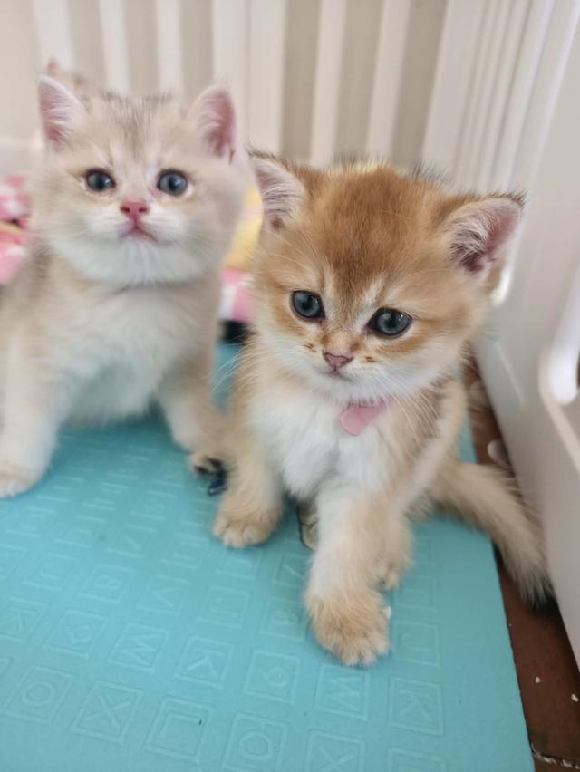 น้องแมวบริติช ช็อตแฮร์ รูปที่ 17