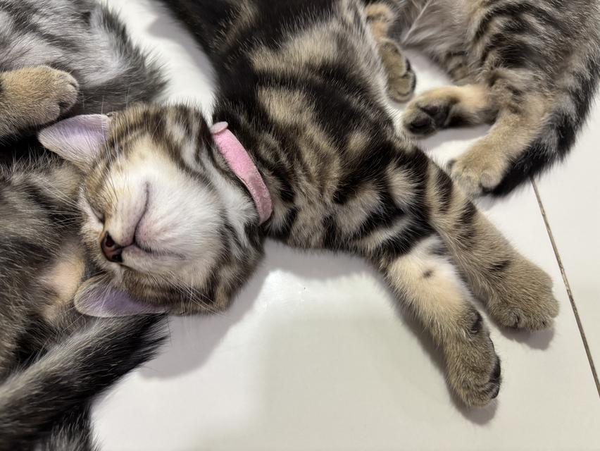 ลูกแมวพันธุ์ American Shorthair