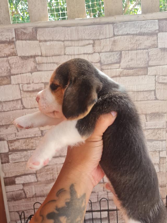 น้องบีเกิ้ลน่ารักๆ  2