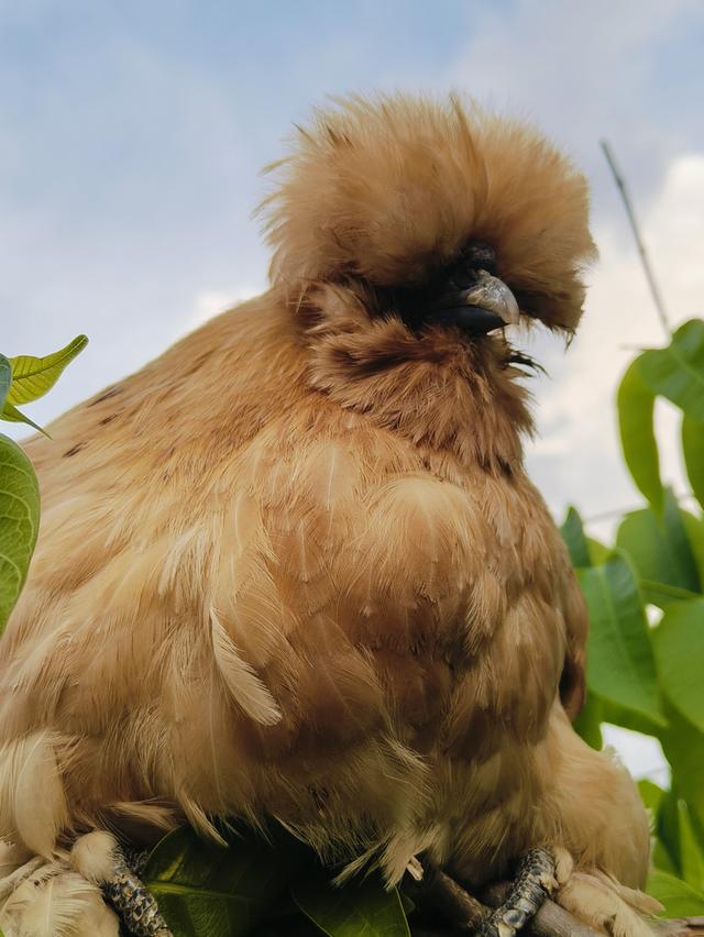 ไก่ซิลกี้ขนซาติน... ..