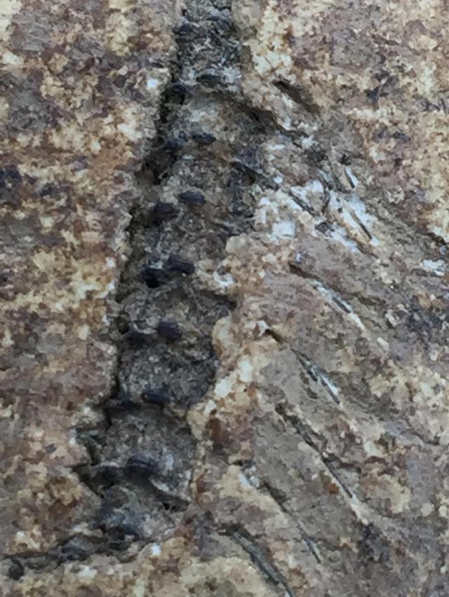 พระสมเด็จ หลังก้างปลา รูปที่ 2