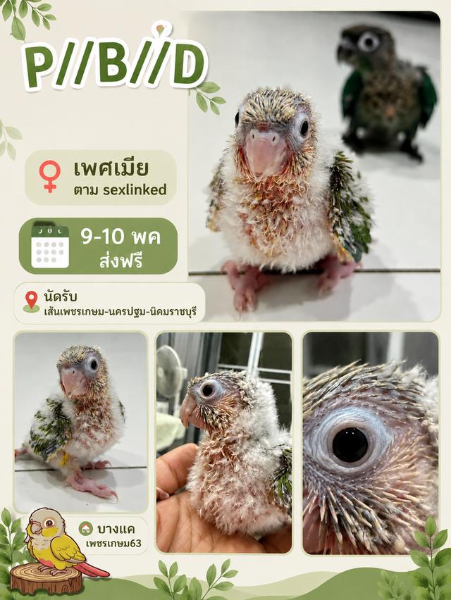 นกแก้วกรีนชีค หลากหลายสี ทั้งไซส์ลูกป้อนและไซส์กินเอง รูปที่ 2