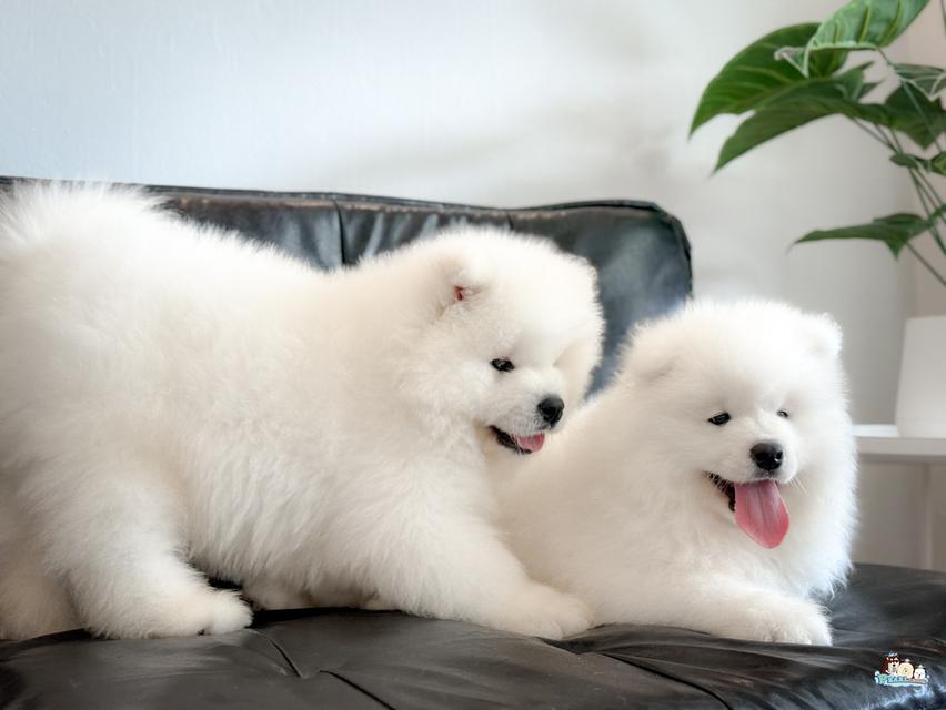 น้องซามอยด์ นำเข้าจากประเทศจีน 18