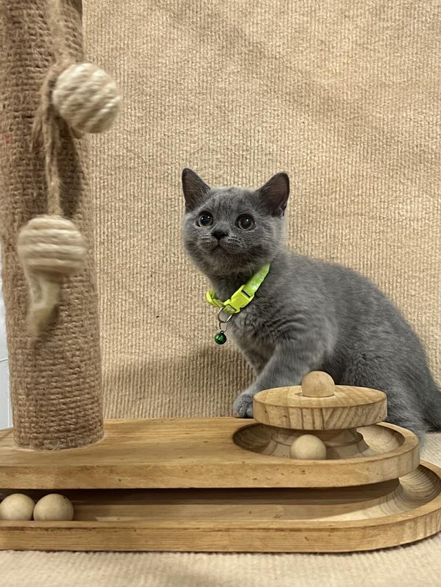ลูกแมว บริติช ช็อตแฮร์ ใบเพ็ดนอกWCF(British Shorthair) 6