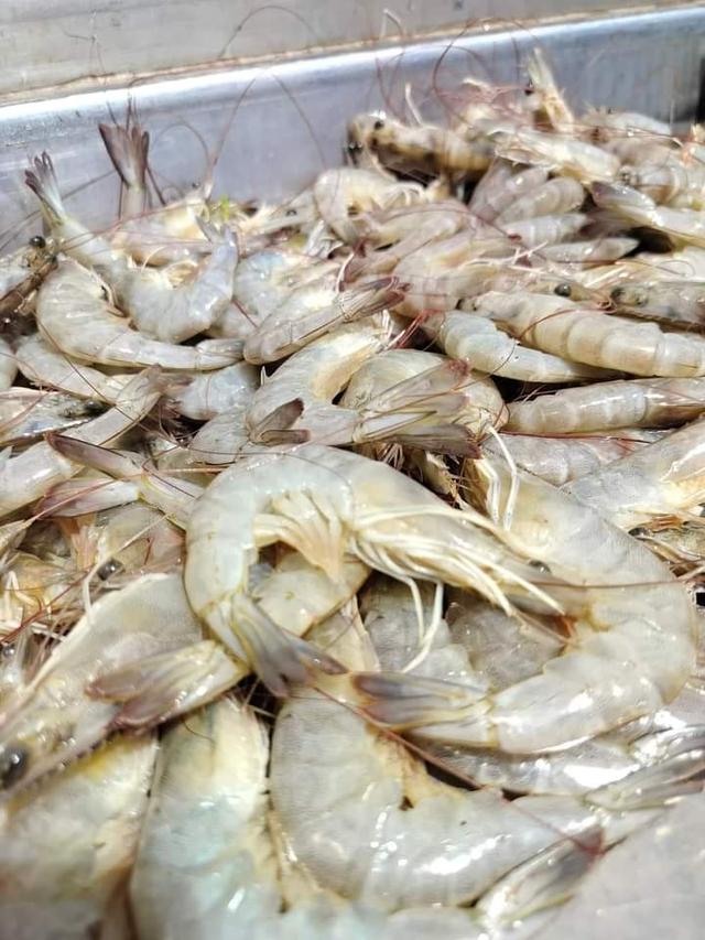 กุ้งขาว