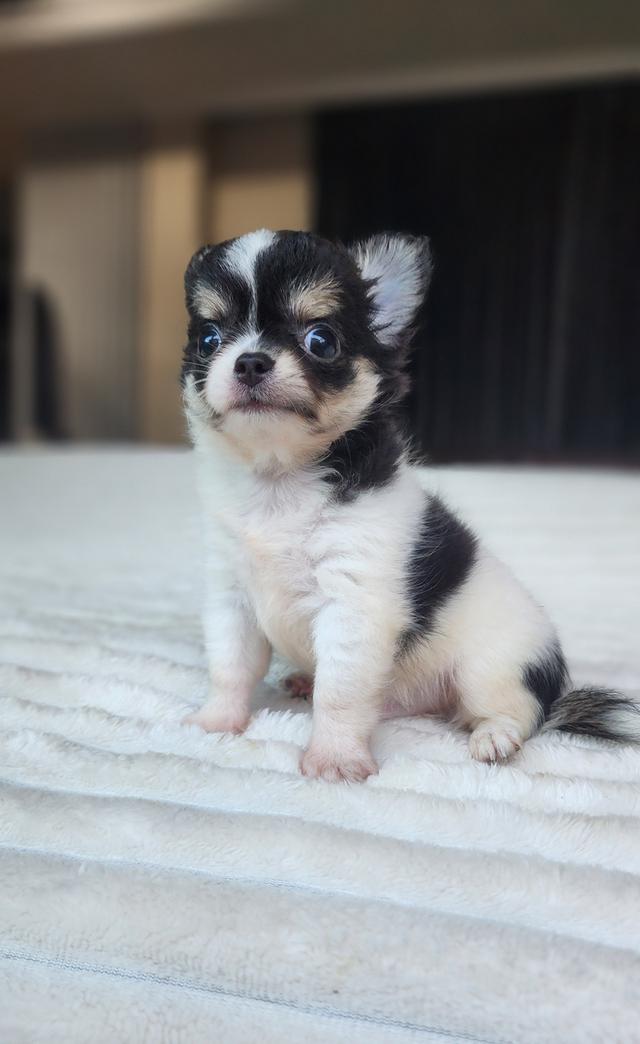 เด็กชายชิวาวาแท้ตัวจิ๋วขนยาว