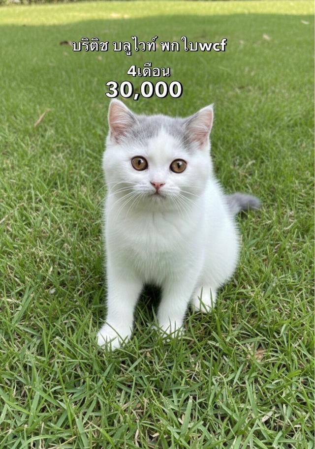แมวบริติช รวมเด็กๆบริติชในนี้ ใบเพดwcf และรับนำเข้าแมวจาก ตปท.