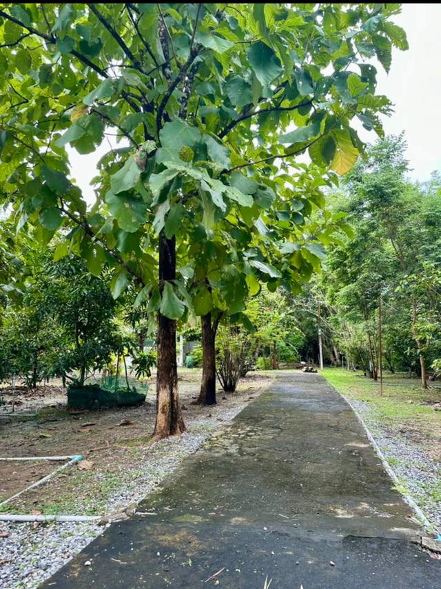 ที่ดินพร้อมบ้านสวนผลไม้ 10
