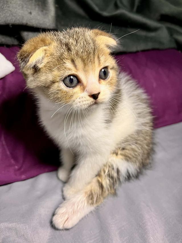 แมวสก็อตติสโฟลด์แท้ หูพับ