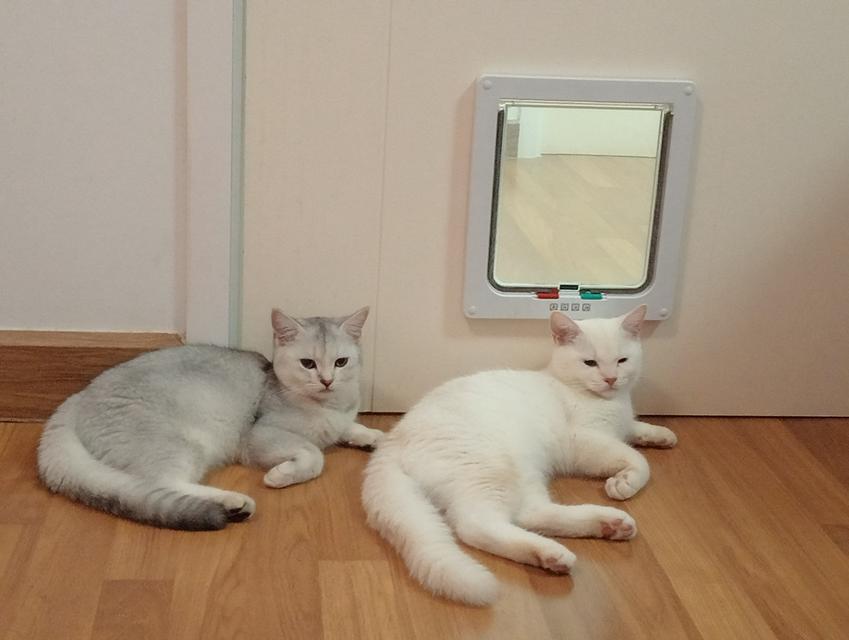 ลูกแมวสก็อตติชโฟล์ด 4 เดือน