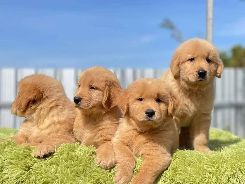 Golden Retriever Puppies available
