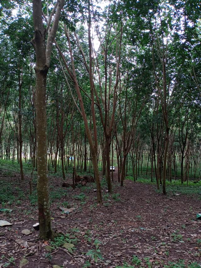 ที่ดิน อ.โป่งน้ำร้อน จ.จันทบุรี 13