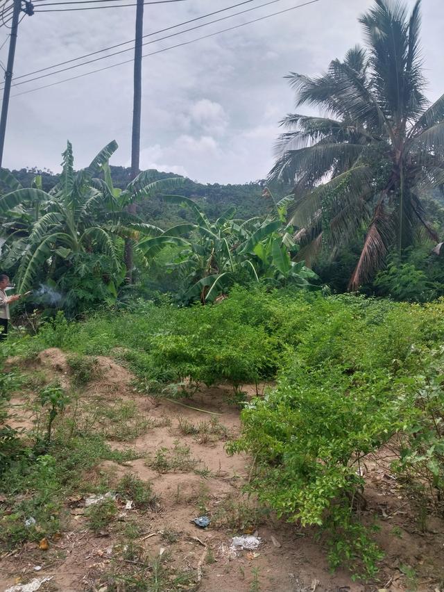 ขายที่ดินขนาด100ตารางวาบนเกาะสมุย 8