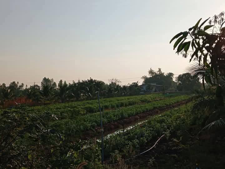 ขายที่ดินพร้อมพืชพันธุ์ 6