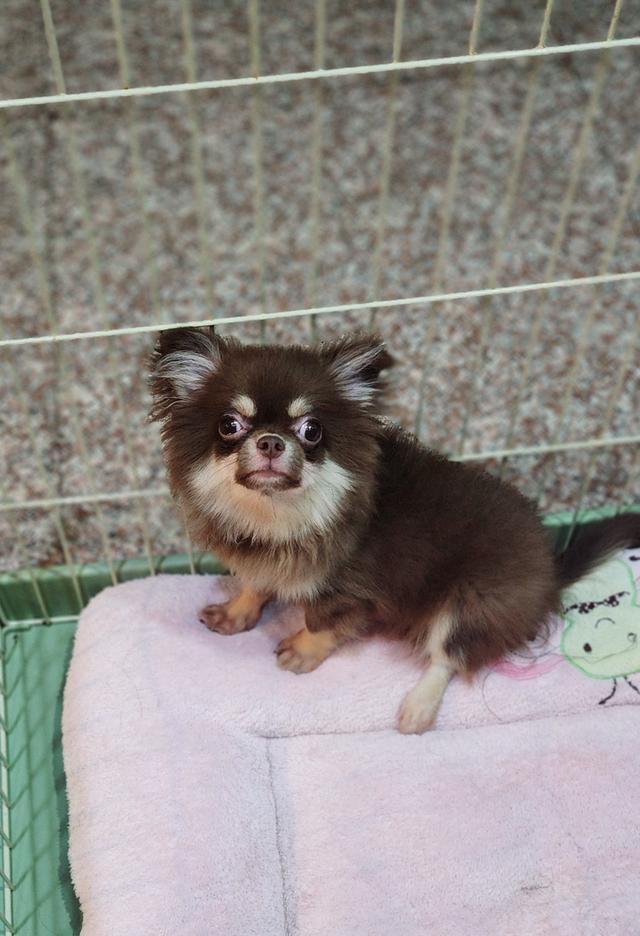 ชิวาวาแท้ขนยาว หน้าตาน่ารัก