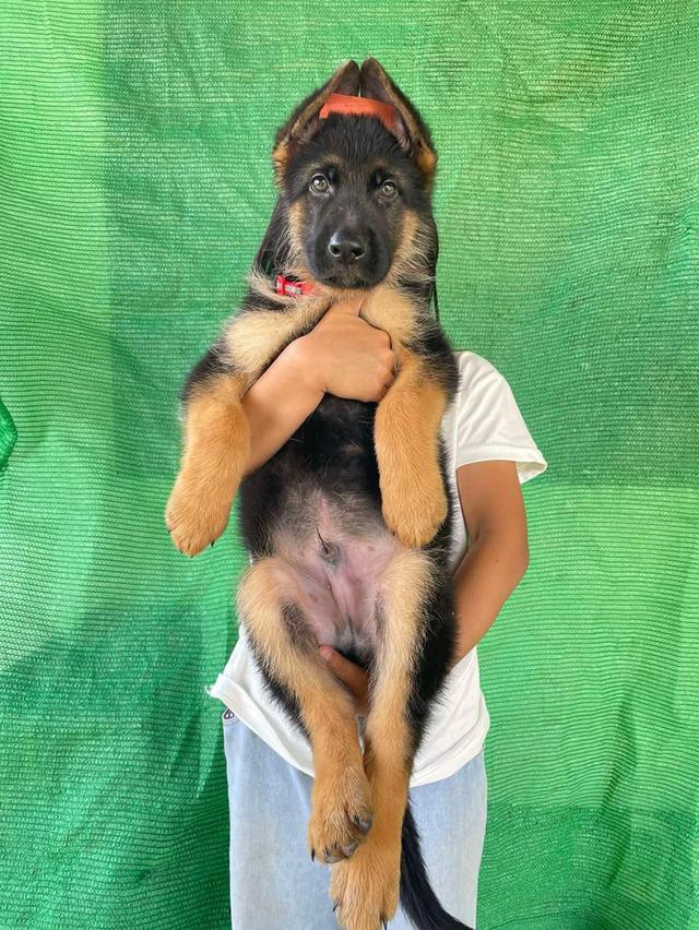 German Shepherd Puppies | WhatsApp me : +66 63 826 3042